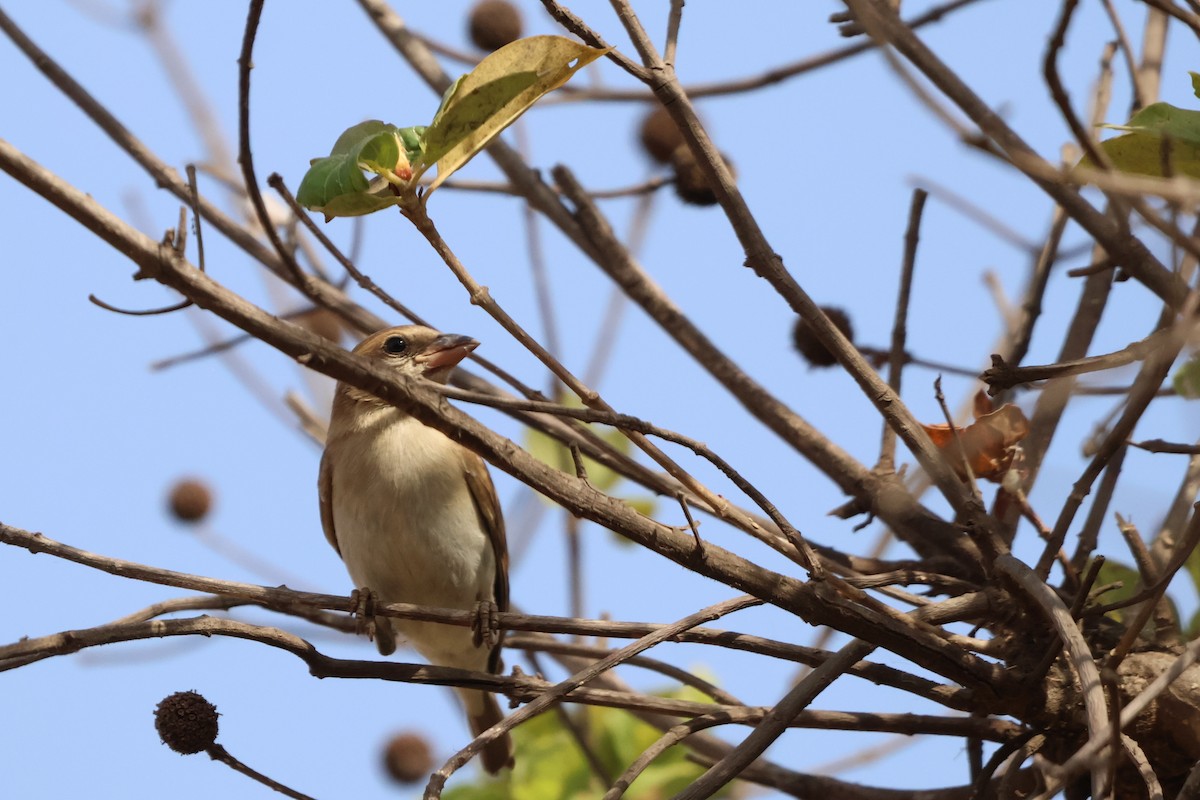 Sahel Bush Sparrow - ML633106369