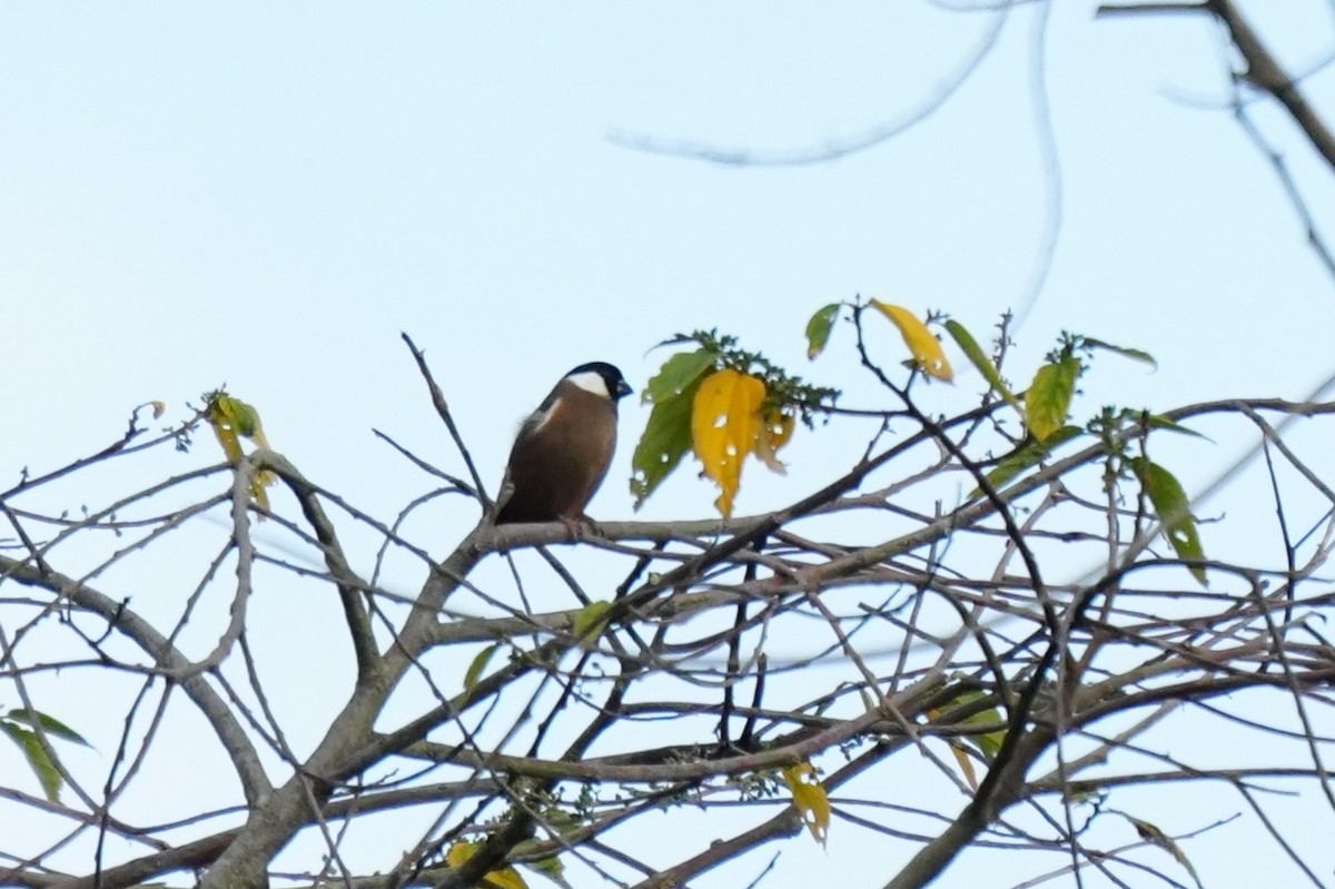White-cheeked Bullfinch - ML633106498