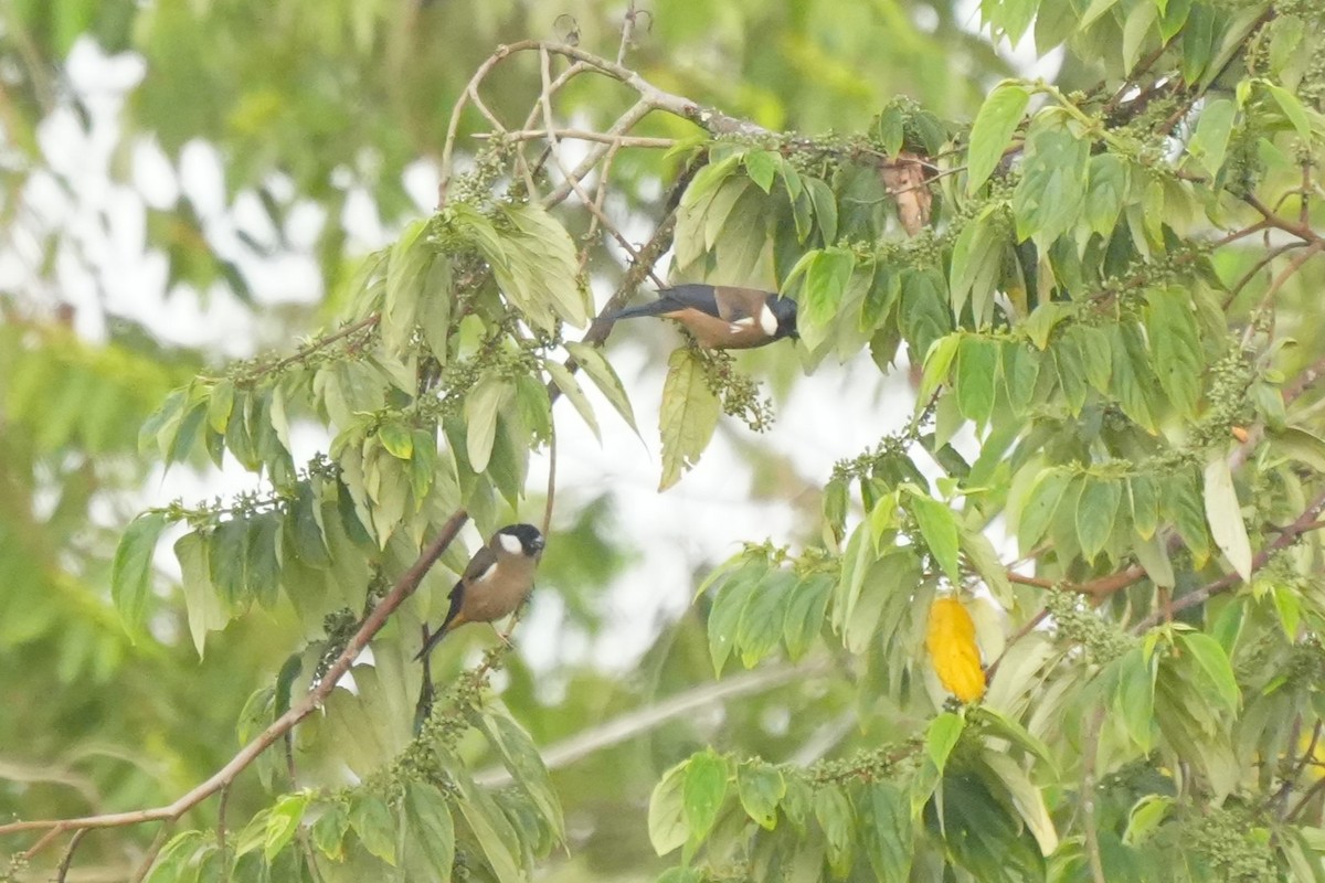 White-cheeked Bullfinch - ML633106499