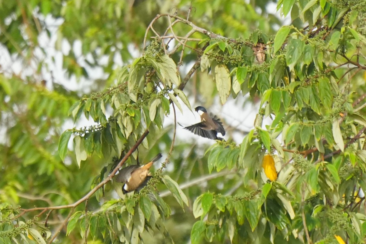 White-cheeked Bullfinch - ML633106500