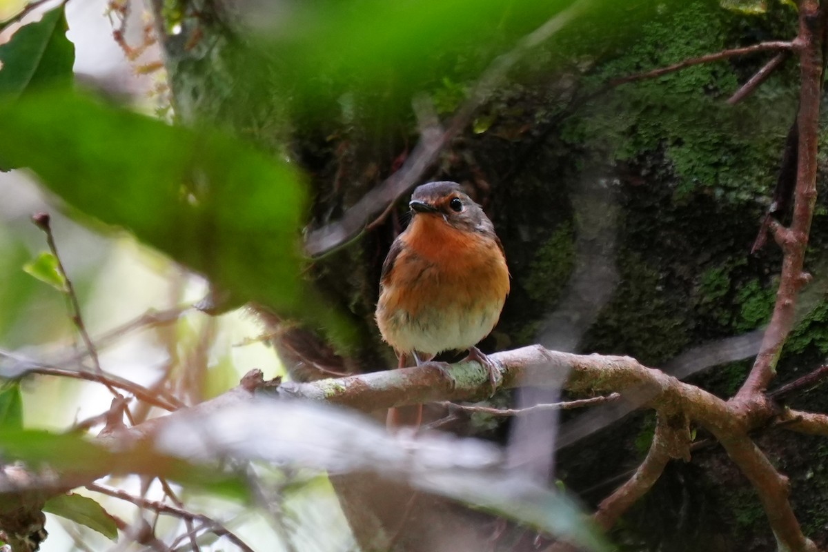 Bundok Flycatcher - ML633106539