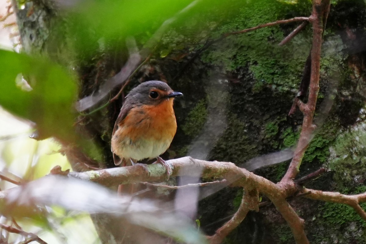 Bundok Flycatcher - ML633106542