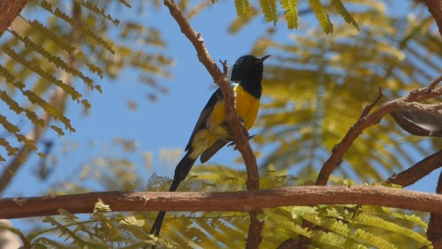 Nile Valley Sunbird - ML633106554