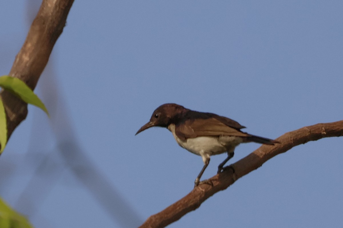 Suimanga Violeta - ML633106724