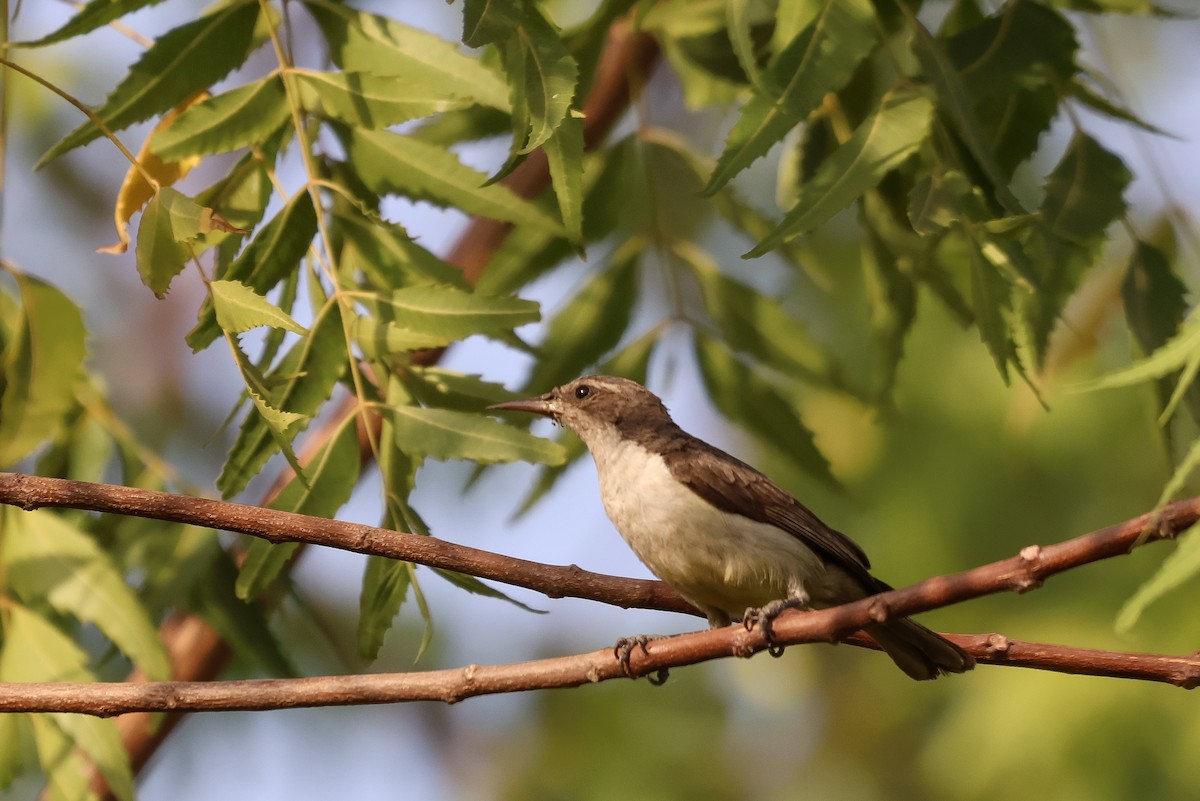Suimanga Violeta - ML633106725