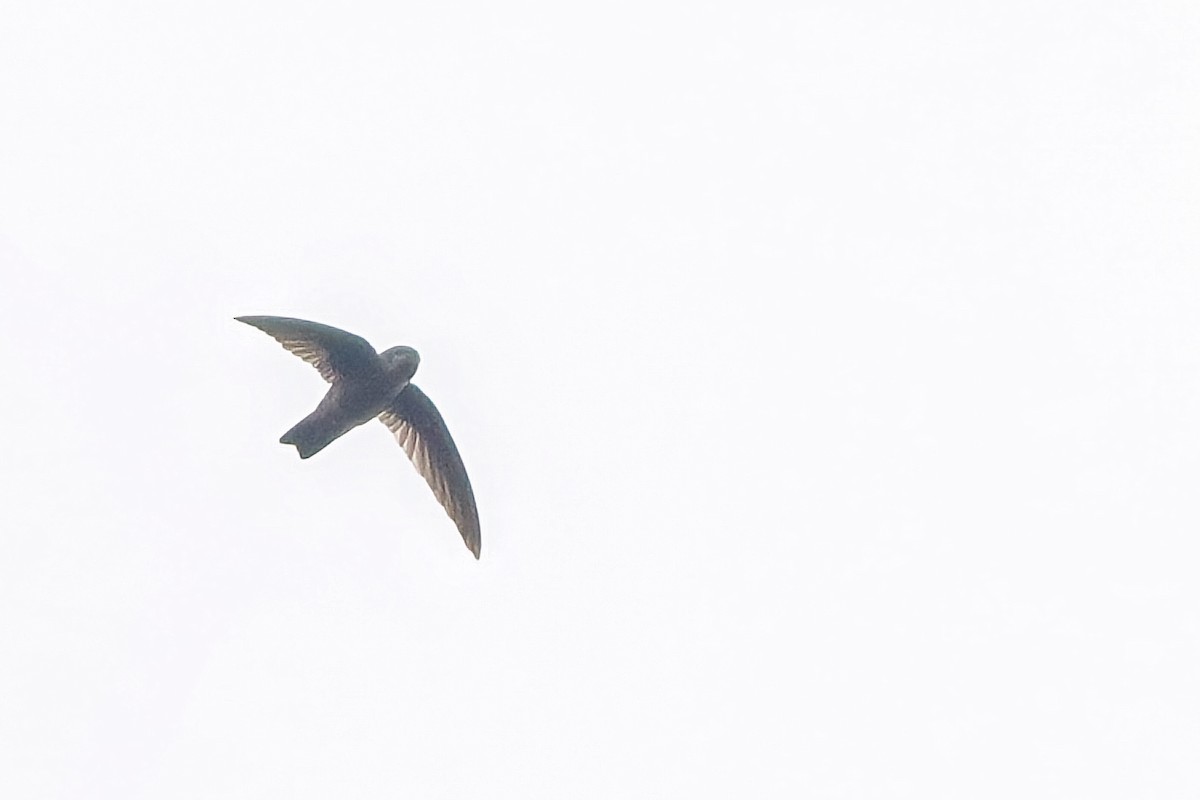 Philippine Swiftlet - ML633106765