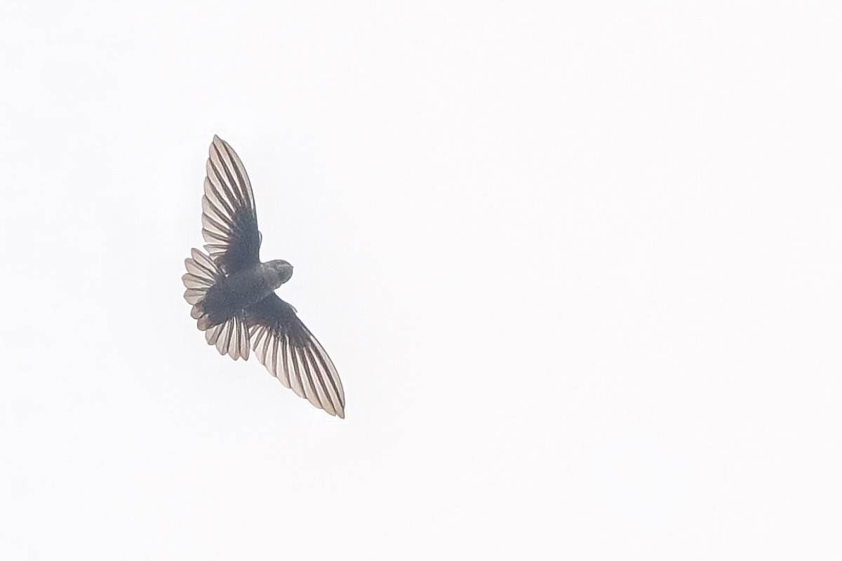 Philippine Swiftlet - ML633106766
