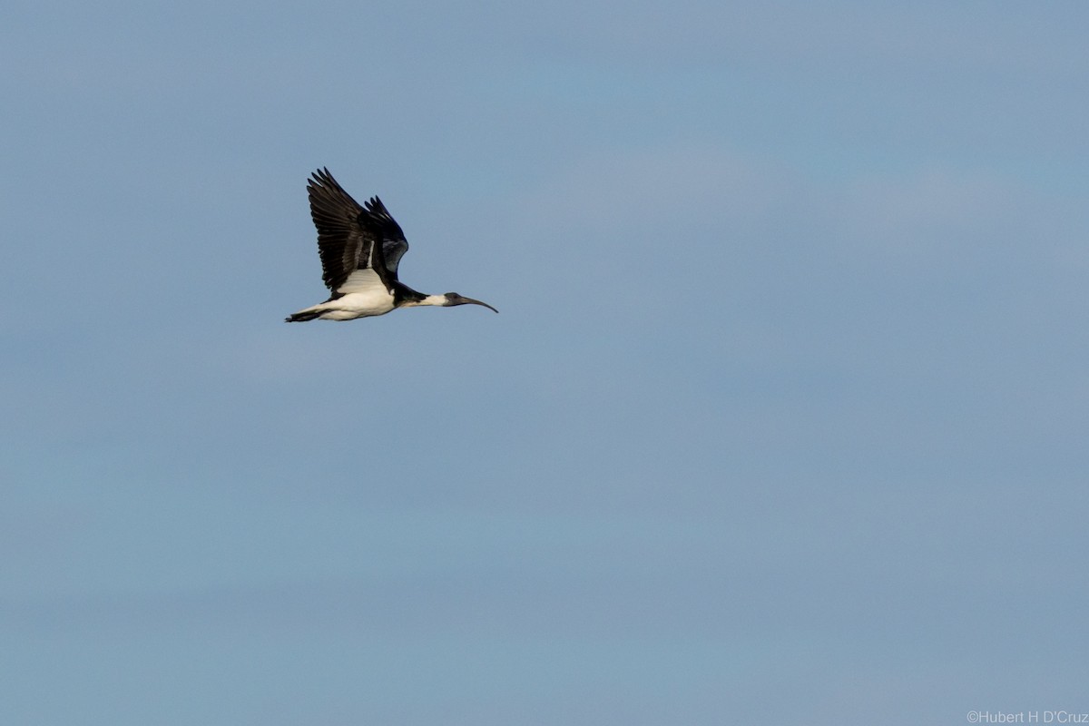 Straw-necked Ibis - ML633106840