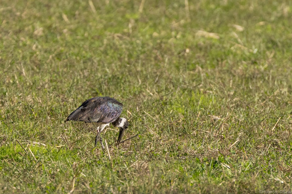 Straw-necked Ibis - ML633106842