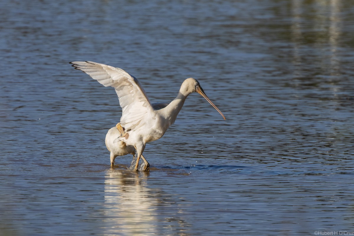 Yellow-billed Spoonbill - ML633106873