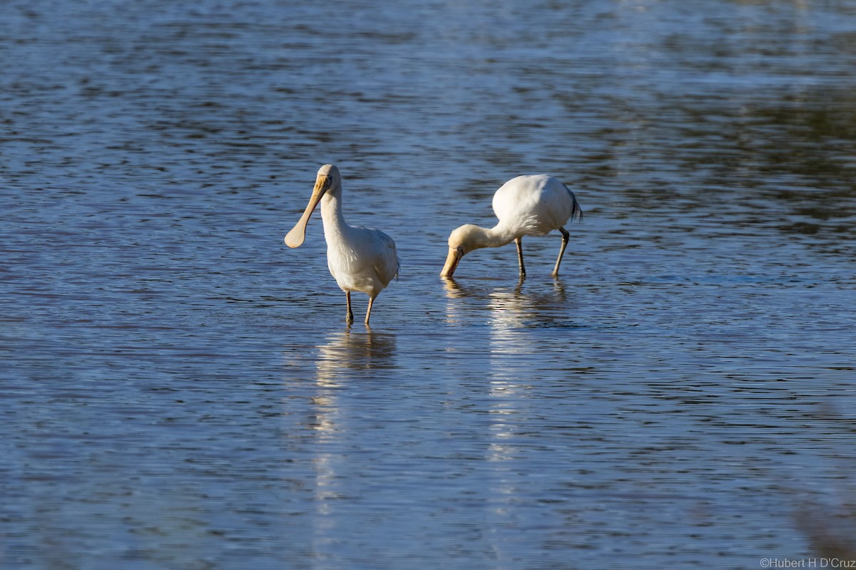 Yellow-billed Spoonbill - ML633106874