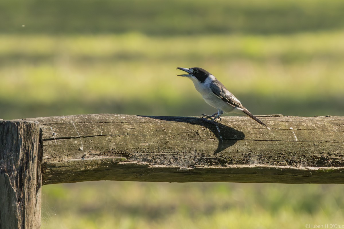 Gray Butcherbird - ML633106882