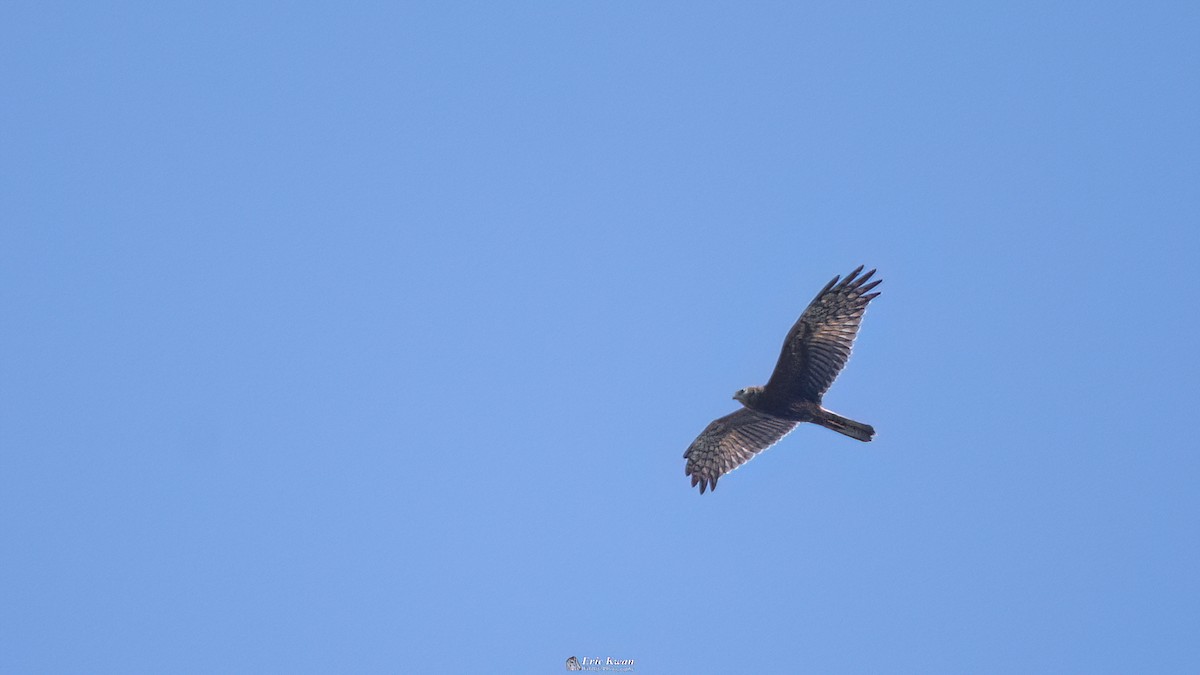 Pied Harrier - ML633106970