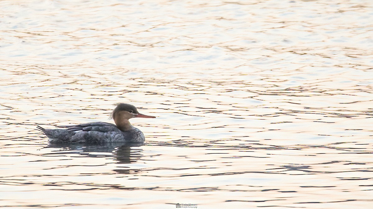 Red-breasted Merganser - ML633106985