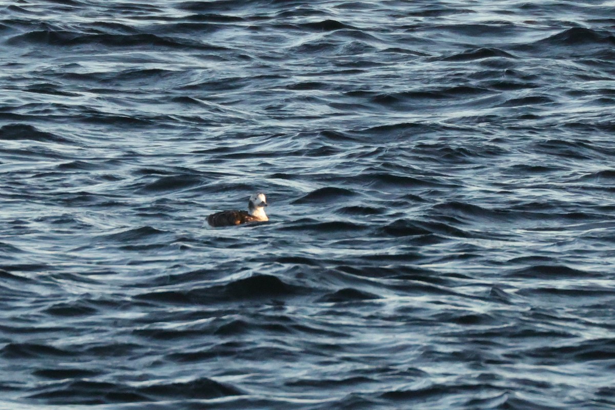Long-tailed Duck - ML633107152