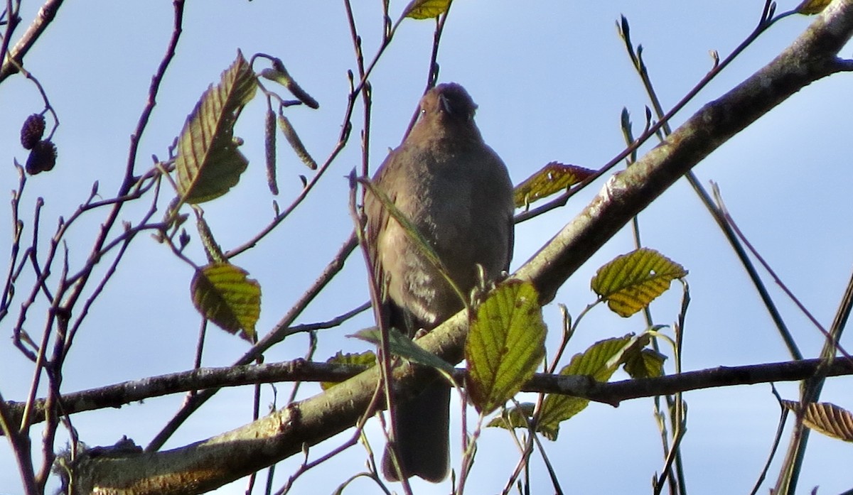 Mountain Thrush - ML633107297