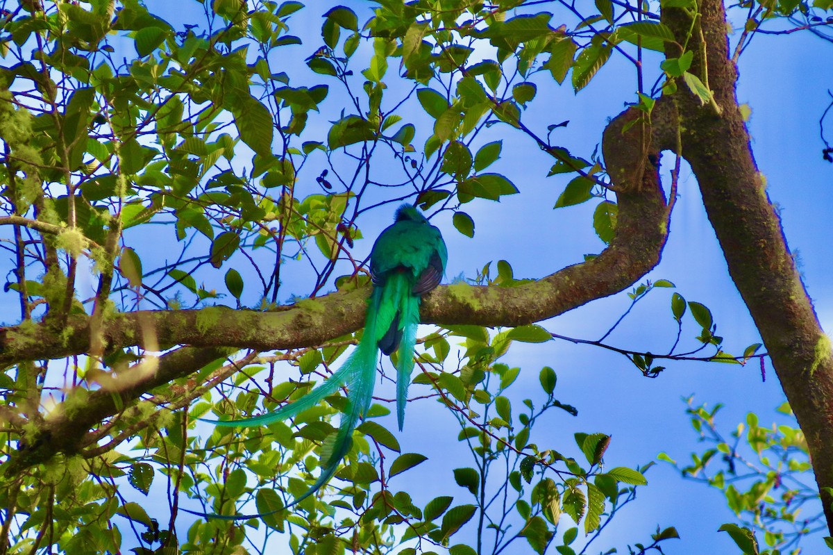 Resplendent Quetzal - ML633107334