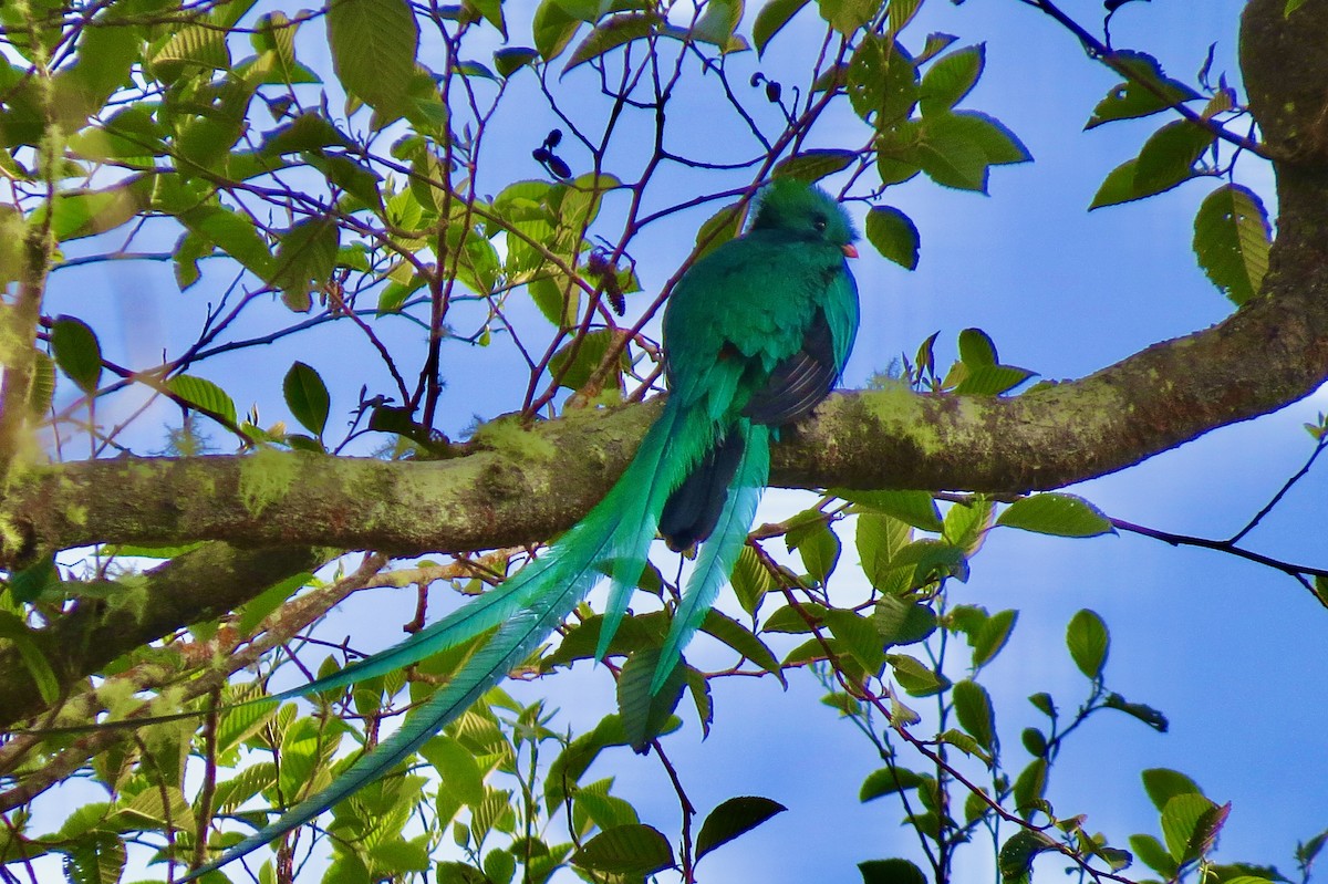 Resplendent Quetzal - ML633107351