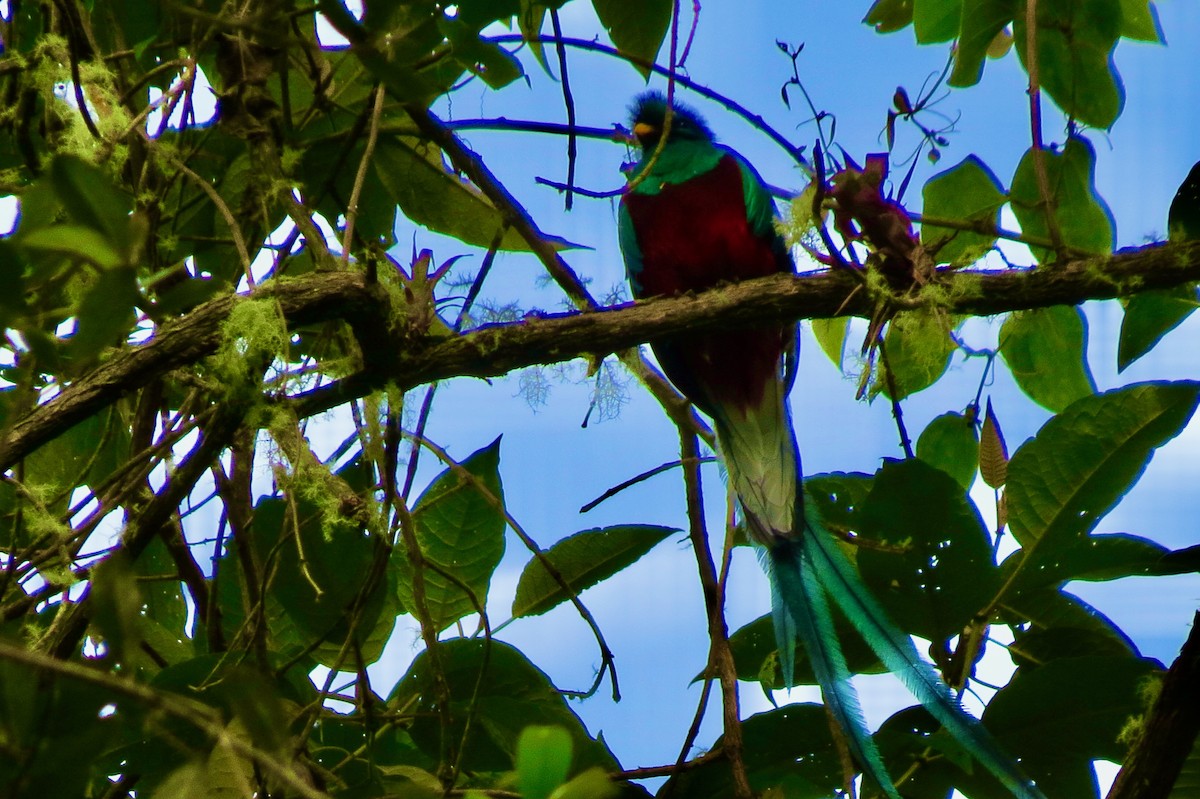 Resplendent Quetzal - ML633107370