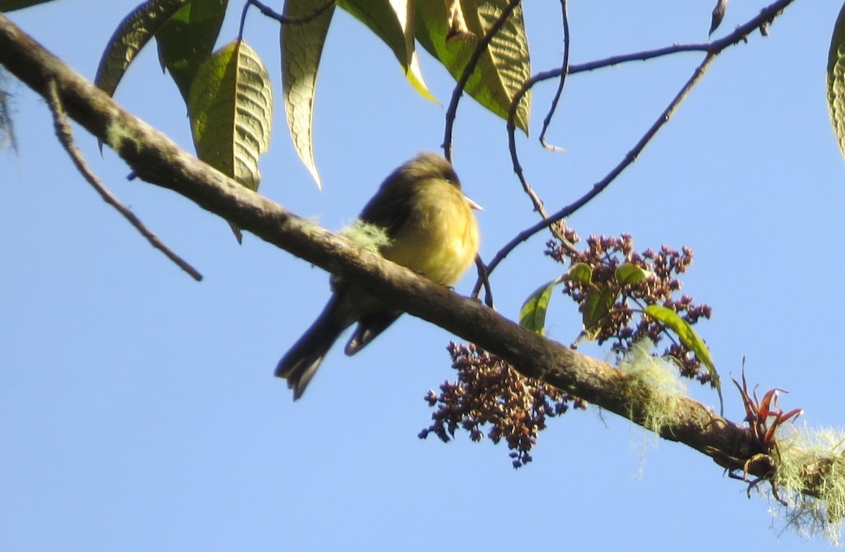 Ochraceous Pewee - ML633107374