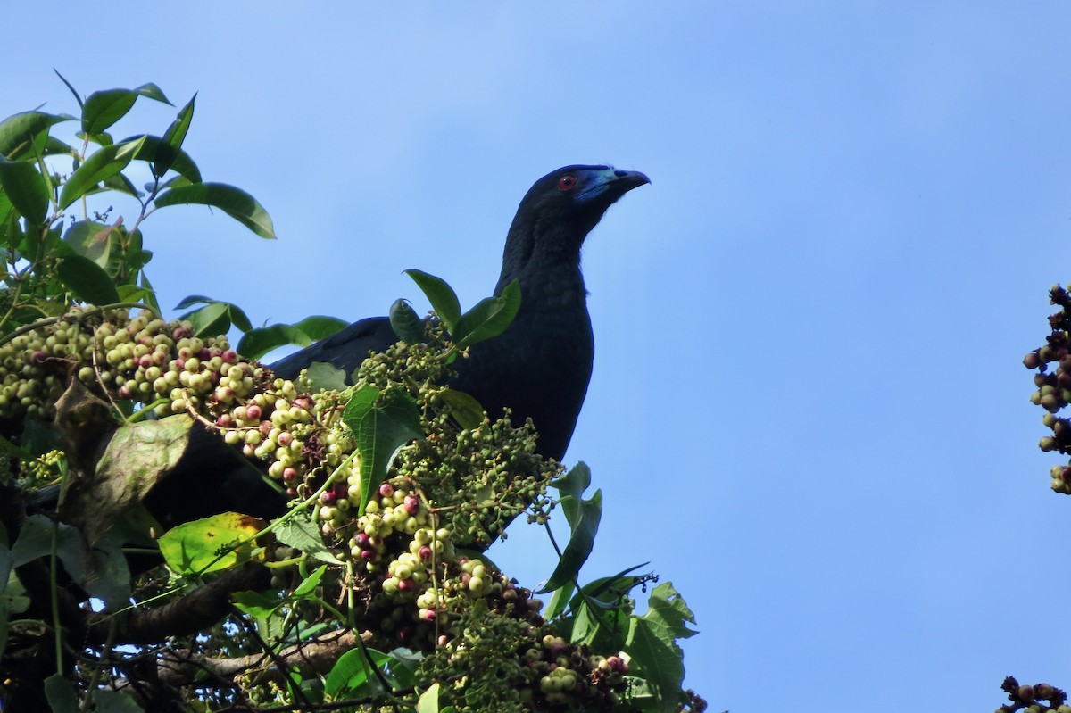 Black Guan - ML633107385