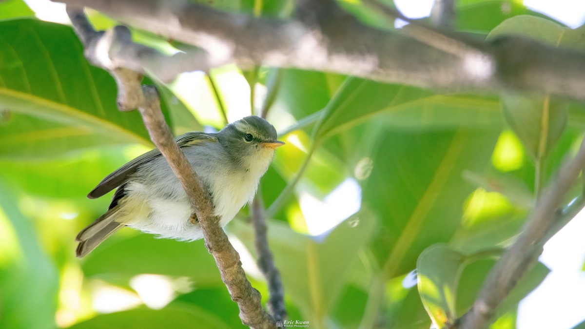 Kloss's Leaf Warbler - ML633107423