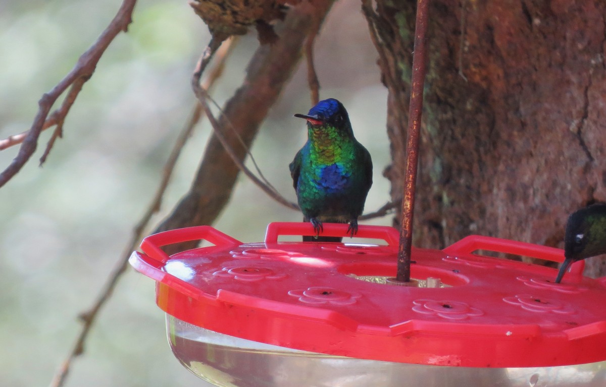 Fiery-throated Hummingbird - ML633107439