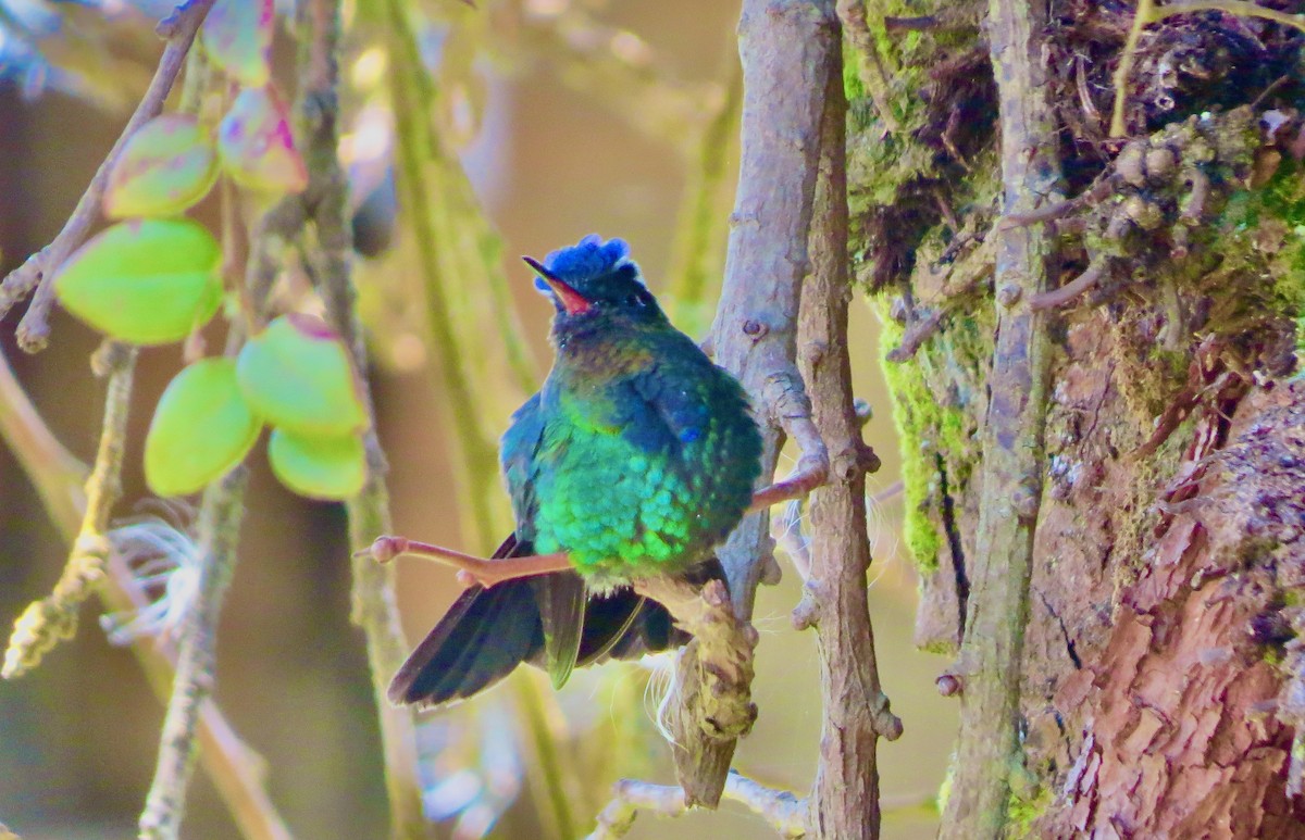 Fiery-throated Hummingbird - ML633107444