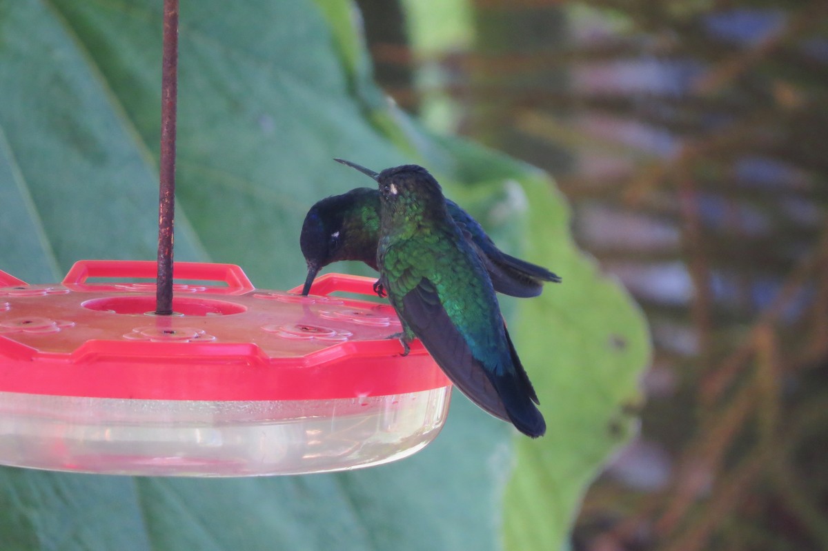 Talamanca Hummingbird - ML633107459
