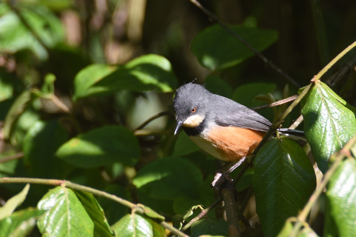 Black-collared Apalis - ML633107463