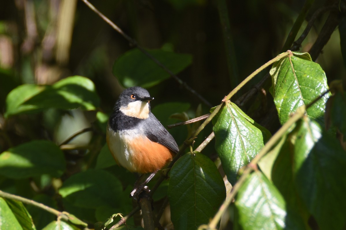 Black-collared Apalis - ML633107465