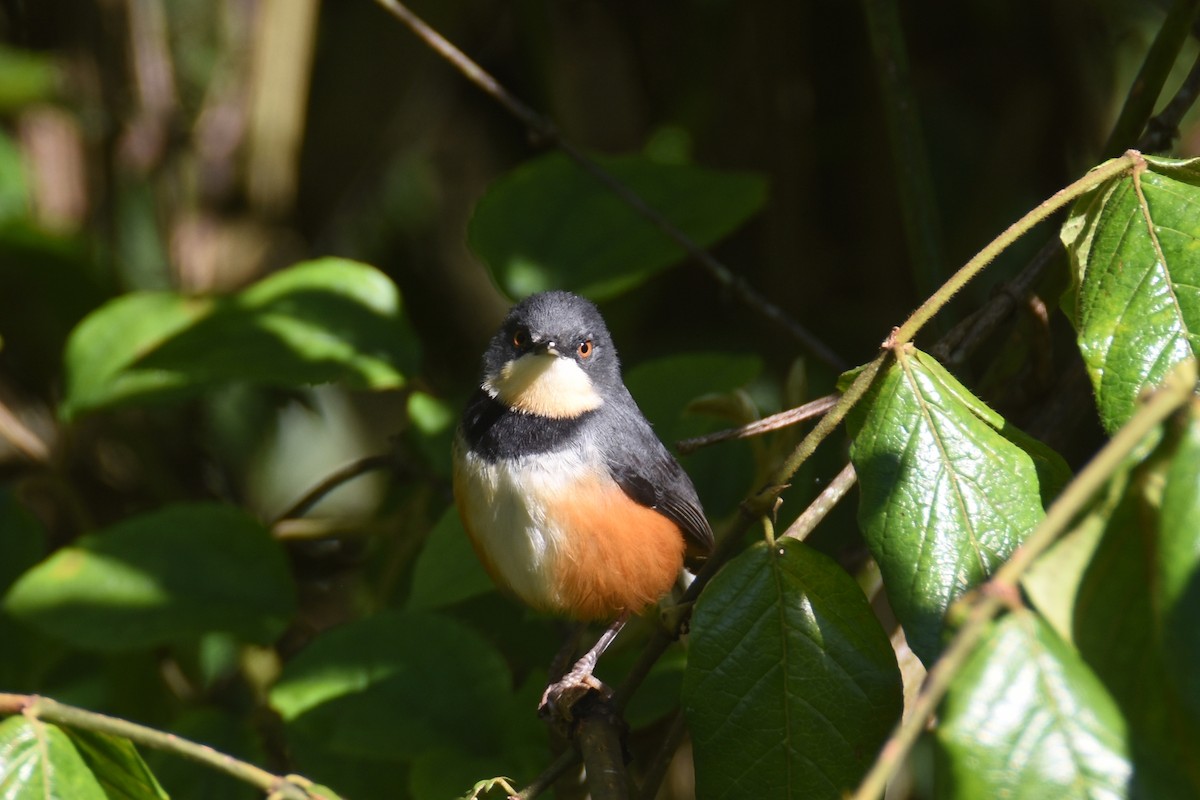 Black-collared Apalis - ML633107466