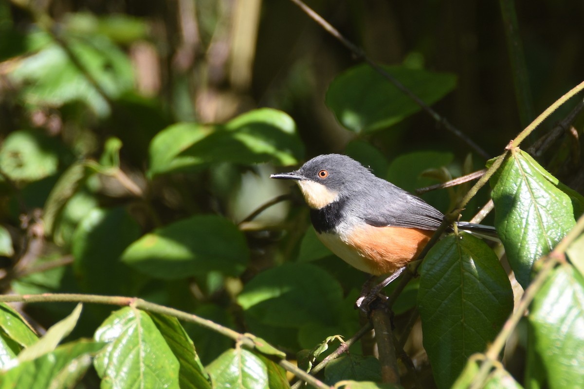 Black-collared Apalis - ML633107467