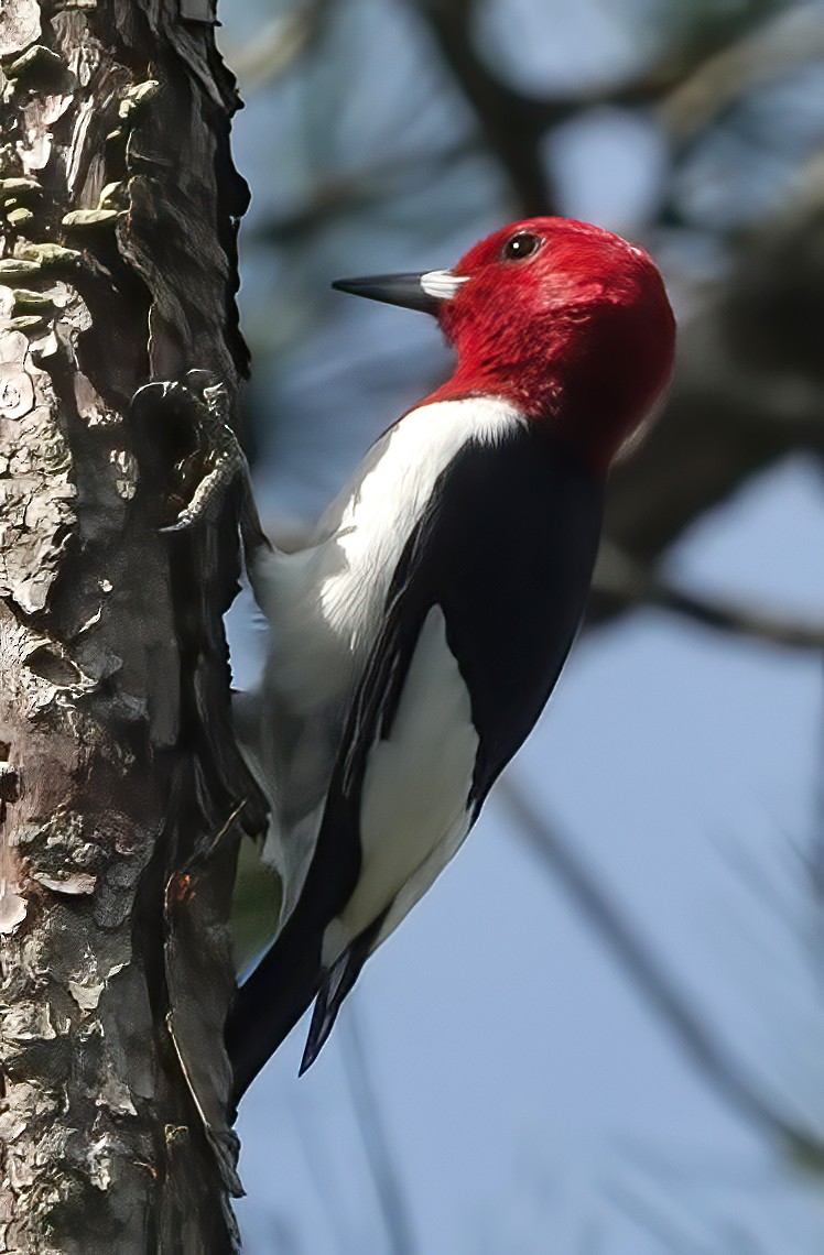 Red-headed Woodpecker - ML633107468