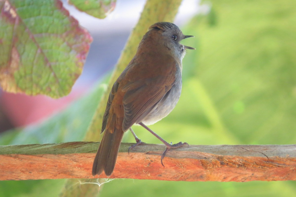 Black-billed Nightingale-Thrush - ML633107477
