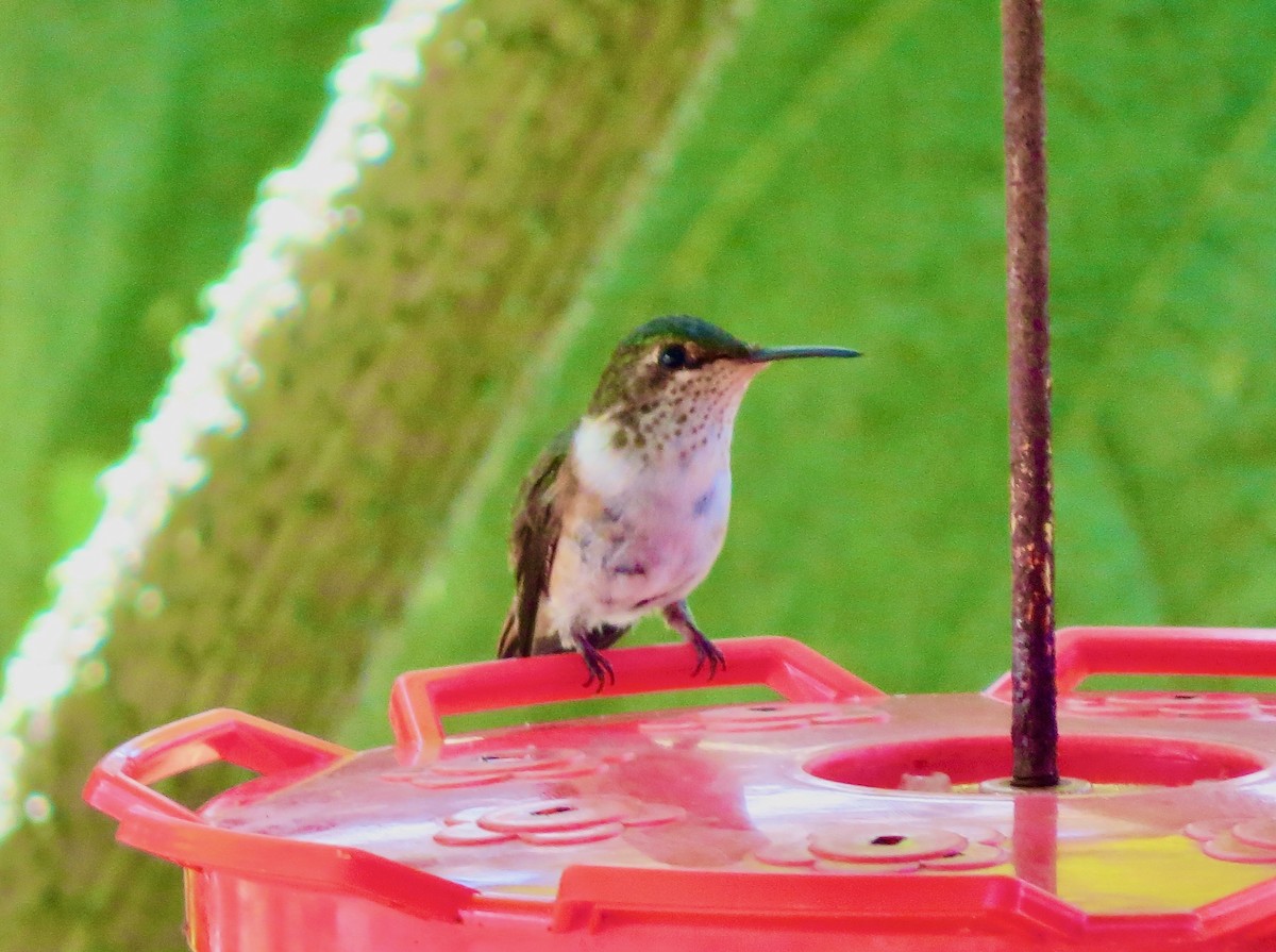 Volcano Hummingbird - ML633107489