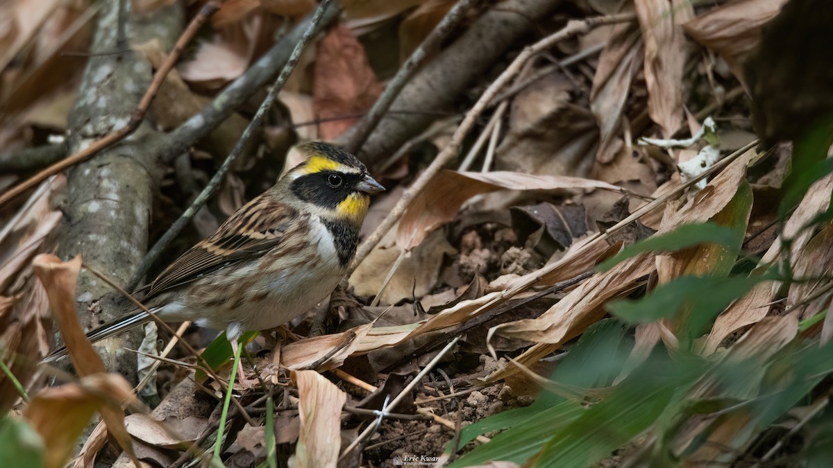 Yellow-throated Bunting - ML633107500