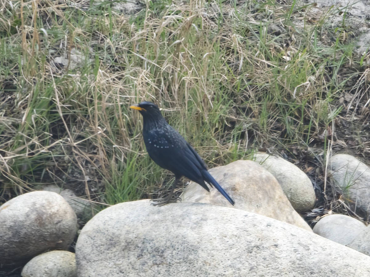 白斑紫嘯鶇 - ML633107526
