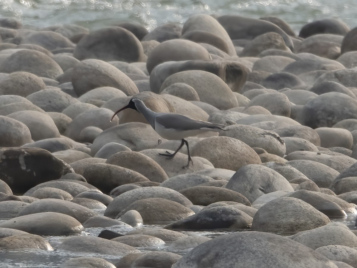 Ibisbill - ML633107537