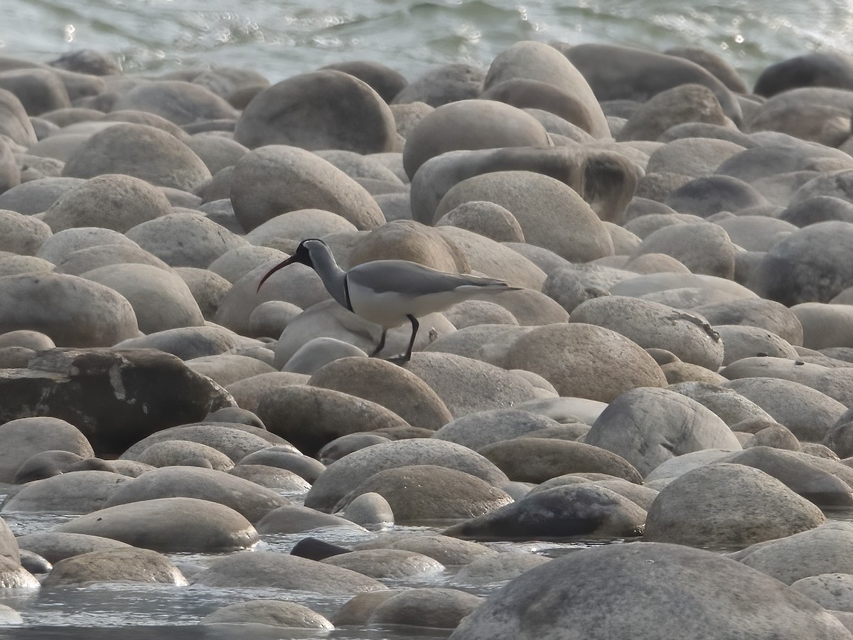 Ibisbill - ML633107539