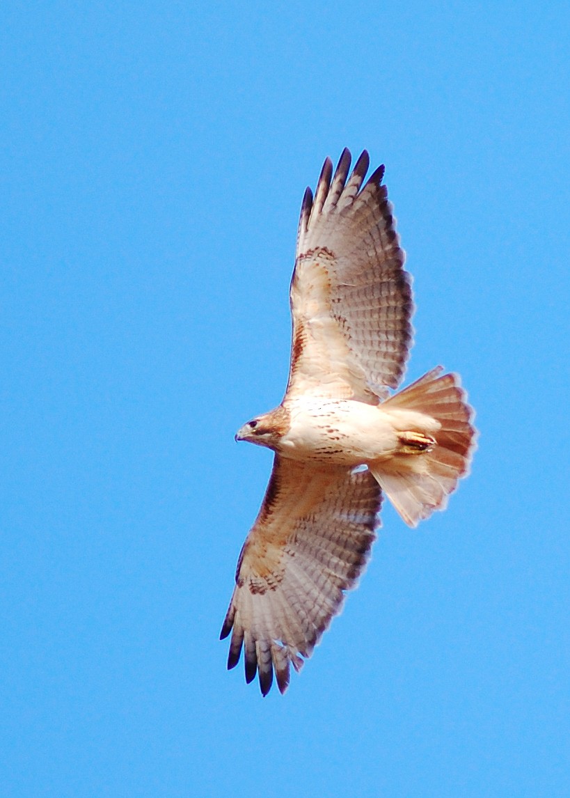 Red-tailed Hawk - Jaime Thomas