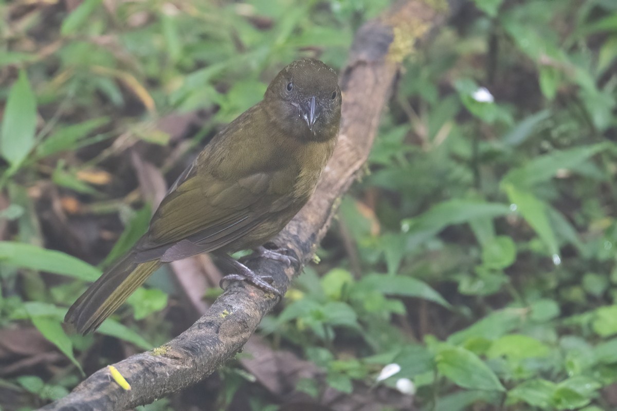 Ochre-breasted Tanager - ML633107732