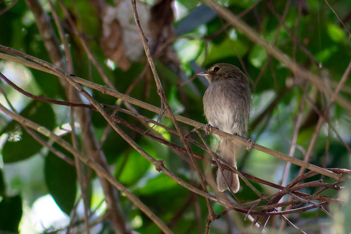 Drab-breasted Pygmy-Tyrant - ML633107895