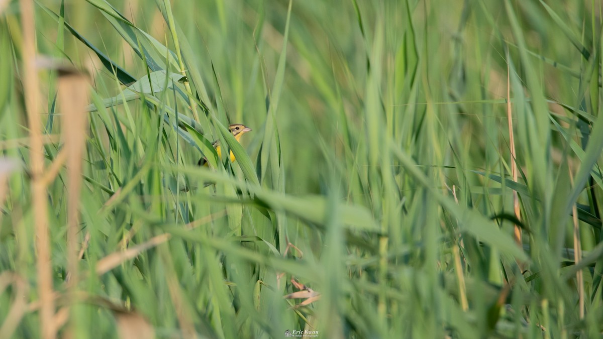 Yellow-breasted Bunting - ML633108018