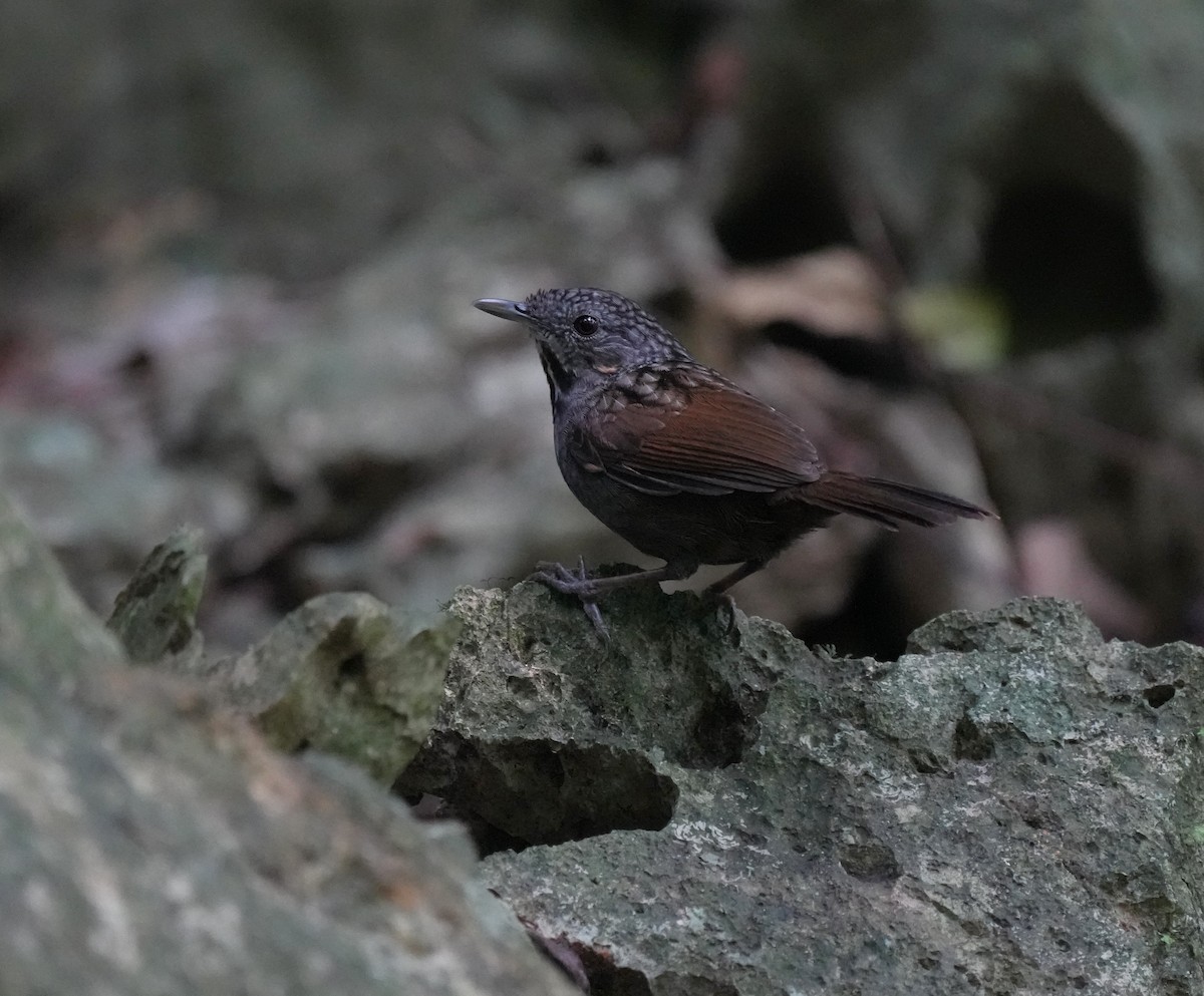 Annam Limestone Babbler - ML633108097