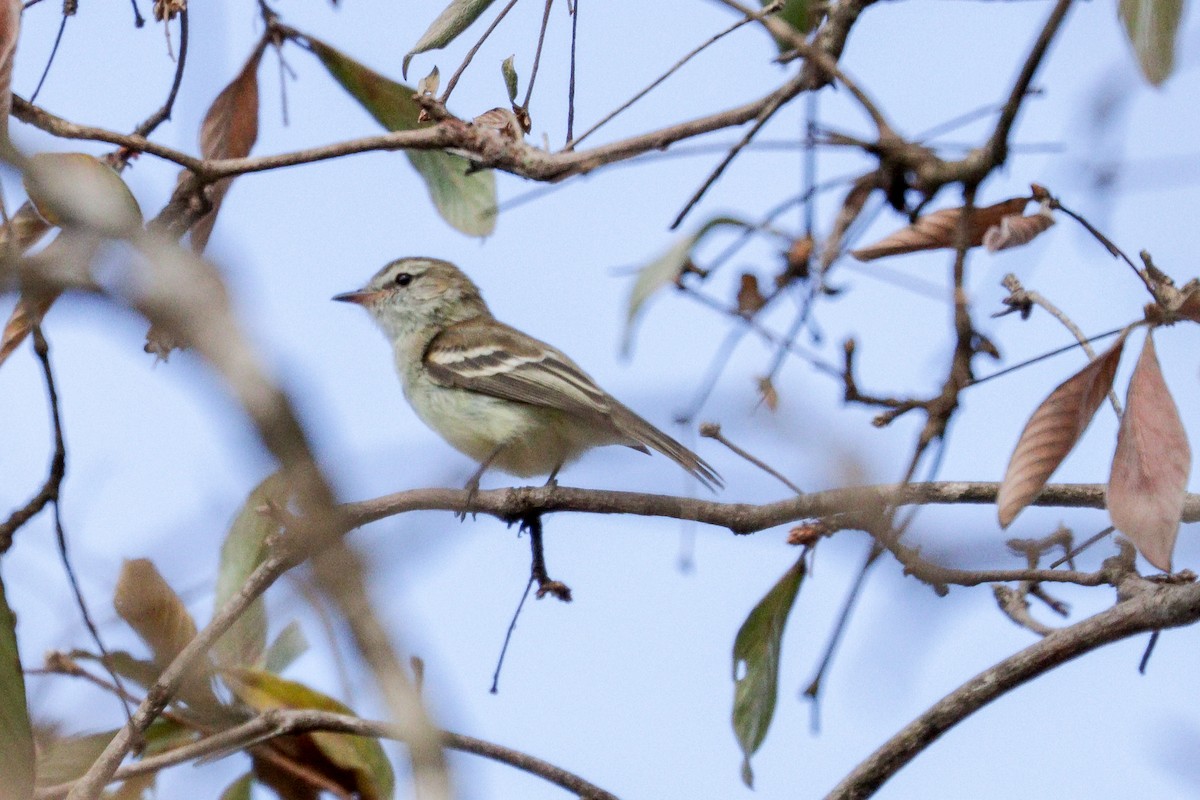 Mouse-colored Tyrannulet (Southern) - ML633108125
