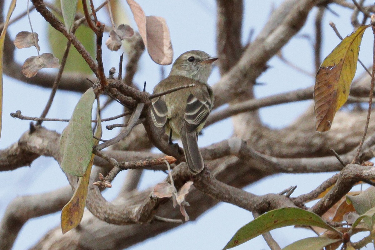 Mouse-colored Tyrannulet (Southern) - ML633108127