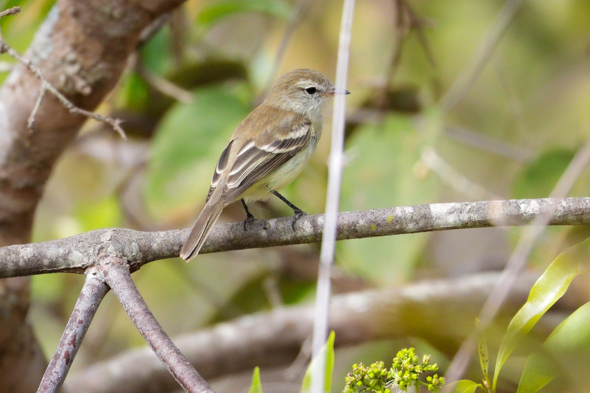 Mouse-colored Tyrannulet (Southern) - ML633108128