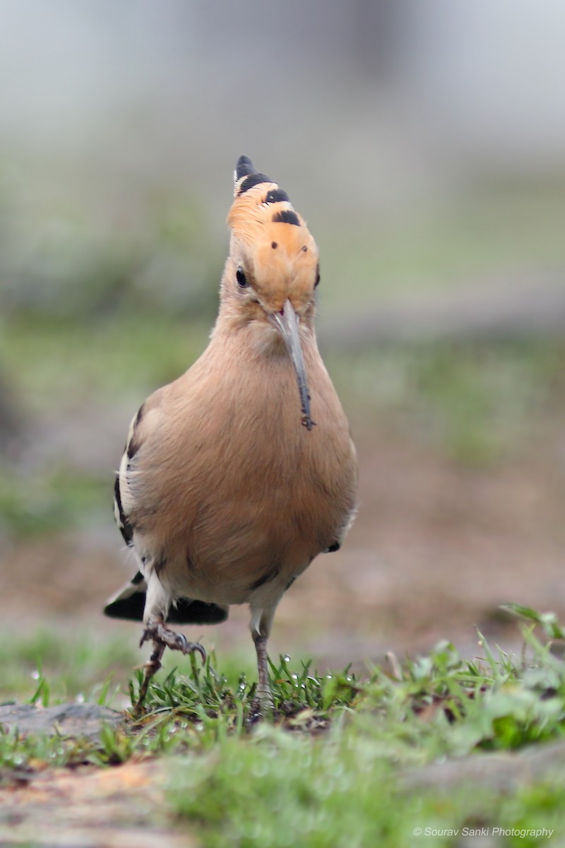 Common Hoopoe - ML633108166