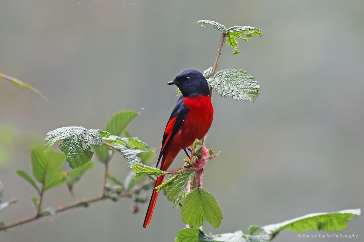 Short-billed Minivet - ML633108167